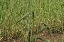 Rye-plant