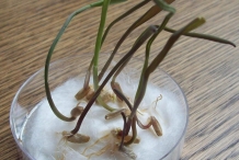 Rye-seedlings