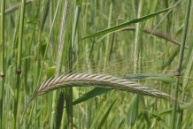 Rye-stalks