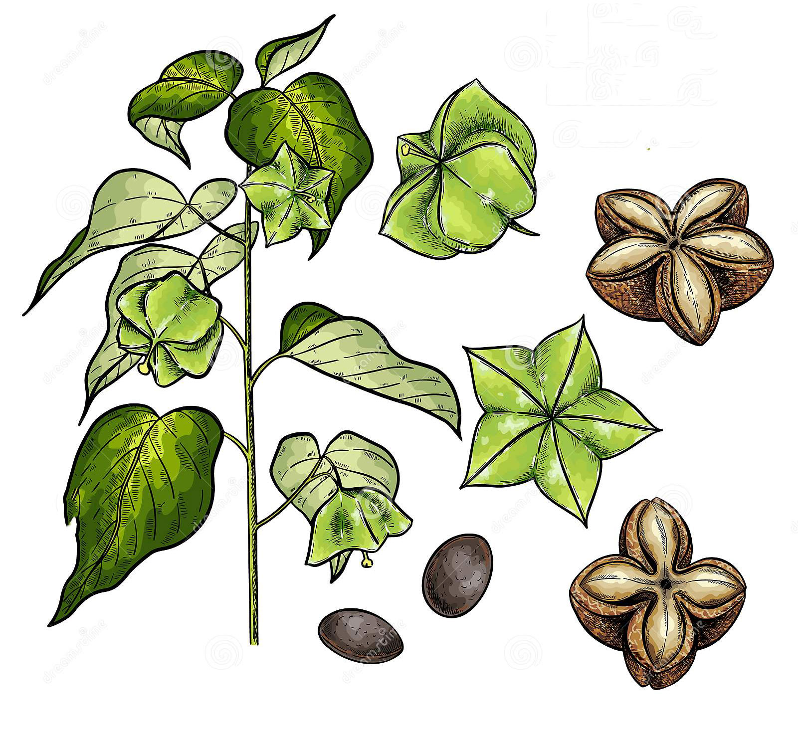 Plant-Illustration-of-Sacha-Inchi