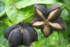 Dried-Sacha-inchi-on-the-plant