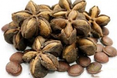 Dried-Sacha-inchi