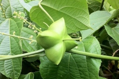 Immature-sacha-inchi-on-the-plant