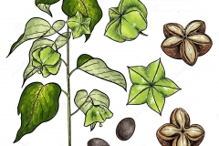 Plant-Illustration-of-Sacha-Inchi
