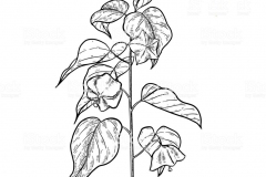 Sketch-of-Sacha-Inchi-plant
