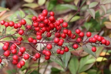 Mature-fruits-of-Sacred-bamboo