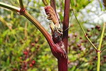 Twigs-of-Sacred-bamboo