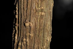 Bark-of-Sacred-bamboo