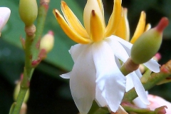 Closer-view-of-flower-of-Sacred-bamboo