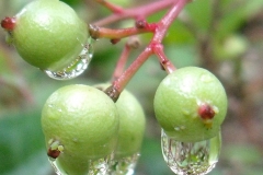 Immature-fruits-of-Sacred-bamboo