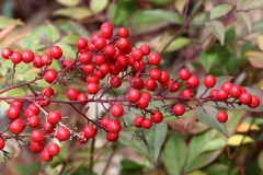 Mature-fruits-of-Sacred-bamboo