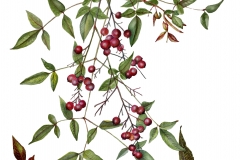 Plant-illustration-of-Sacred-bamboo