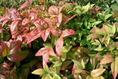 Sacred-bamboo-Leaves-changing-colour-with-season
