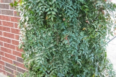 Sacred-bamboo-Plant