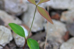 Sapling-of-Sacred-bamboo