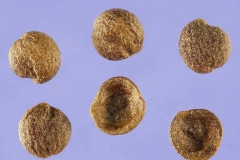 Seeds-of-Sacred-bamboo
