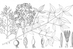 Sketch-of-Sacred-bamboo