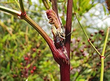 Twigs-of-Sacred-bamboo