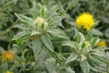 Safflower-bud