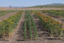 Safflower-farm
