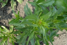 Safflower-leaves