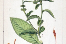 Safflower-plant-illustration