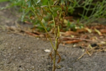 Safflower-plant