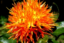 Safflower