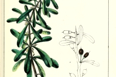 Plant-Illustration-of-Saffron-plum