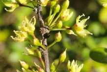 Flowers-of-Yellow-Mastic