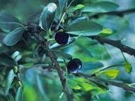 Mature-fruits-of-Saffron-plum