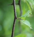 Thorns-of-Saffron-plum