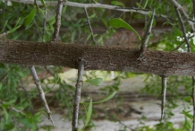 Trunk-of-Saffron-plum