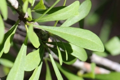Closer-view-of-leaves-of-Saffron-plum