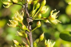 Flowers-of-Yellow-Mastic