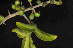 Immature-fruits-of-Saffron-plum