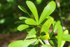 Leaves-of-Saffron-plum
