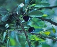 Mature-fruits-of-Saffron-plum