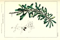 Plant-Illustration-of-Saffron-plum