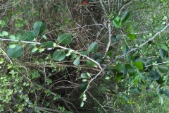 Saffron-plum-plant-growing-wild