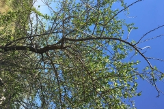 Saffron-plum-plant