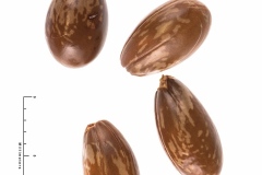 Seeds-of-Yellow-Mastic