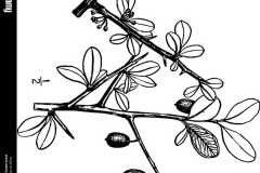 Sketch-of-Saffron-plum