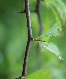 Thorns-of-Saffron-plum