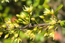 Flowers-of-Yellow-Mastic