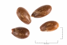 Seeds-of-Yellow-Mastic