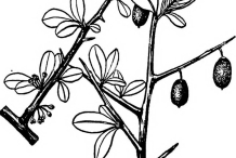 Sketch-of-Saffron-plum