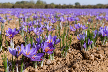 Saffron-farming
