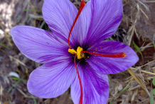 Saffron-flower