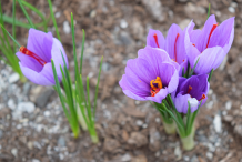 Saffron-plant